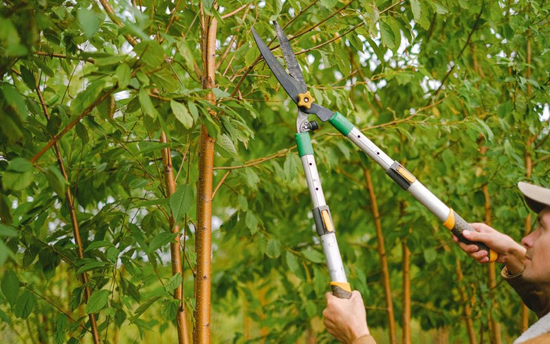 Tree trimming in Hillsboro, IN